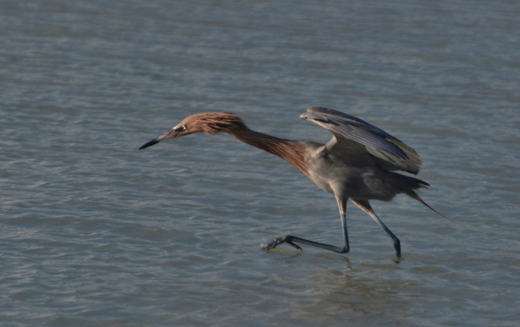 heron in water 